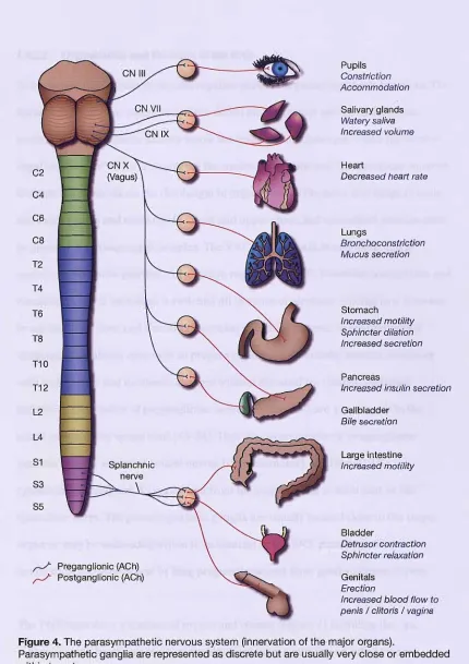 Figure 4. The parasympathetic nervous system (innervation of the major organs). Parasympathetic ganglia are represented as discrete but are usually very close or embedded 