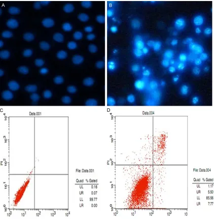 Figure 1. After 48 h, BGC-823 cells treated with (75 ng/mL) or without TSA were stained by Hoechst 33342 to test nuclear morphology
