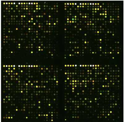 Figure 2. Microarray hybridization pseudo color chart. (Red: expression increased; green: expression decreased)