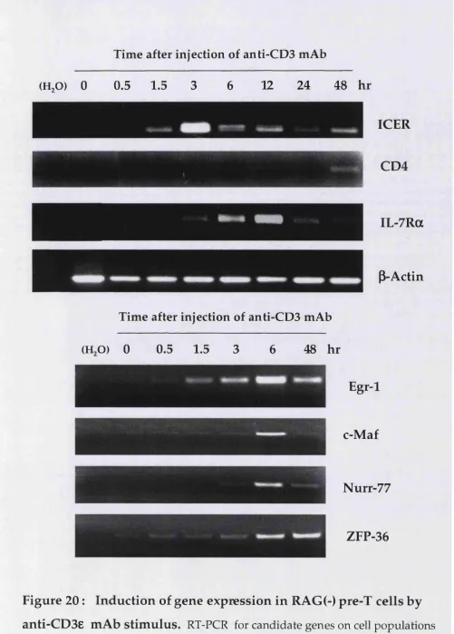 Figure 20 : Induction of gene expression in RAG(-) pre-T cells by 
