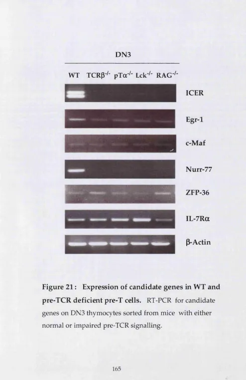 Figure 21 : Expression of candidate genes in WT and 