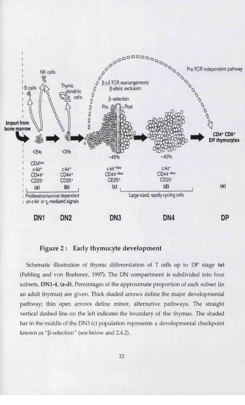 Figure 2 : Early thym ocyte developm ent