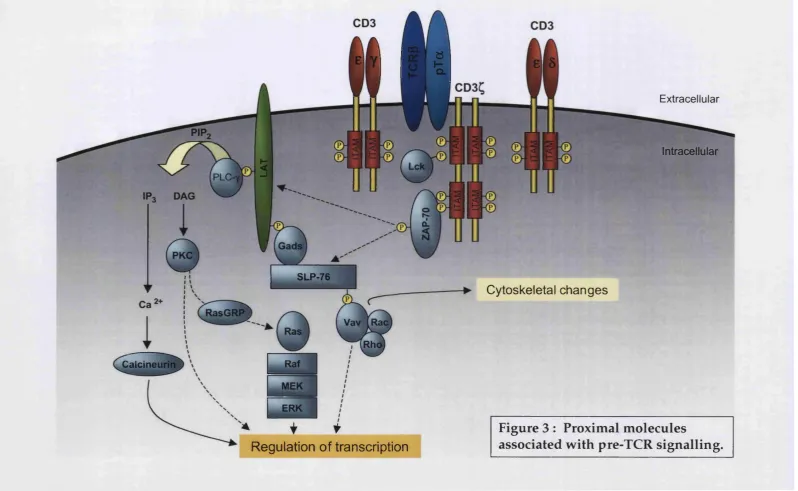 Figure 3 : Proxim al m olecules 