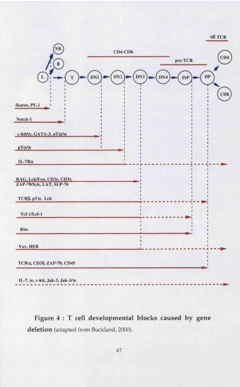 Figure 4 : T cell developmental blocks caused by gene 