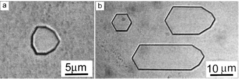 Figure 2. Variants of real shapes of individual domains in CLN. The domains were revealed by chemical etching and visualized by optical microscopy