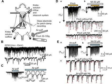 Figure 1 Mechanical stimulation-induced facilitation of EPSC recorded with an in vivo patch-clamp technique