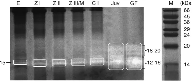 Fig. 5 Zymogram of