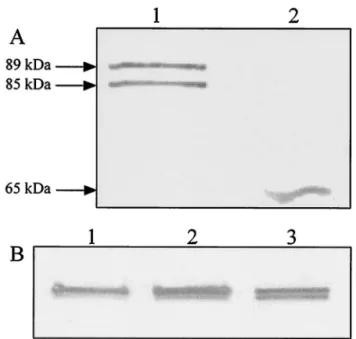 TABLE 1. End product formation in L. lactis MG1363