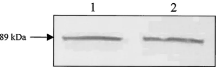 FIG. 4. PFL Western blot analysis of L. lactis MG1363 (lane 1) and the adhE mutant strain MGKAS15 (lane 2) grown aerobically in complex medium