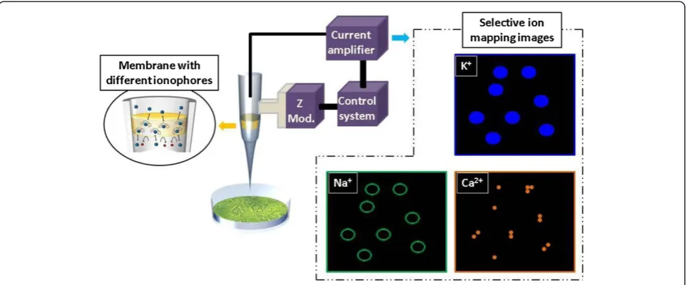 Figure 8 Schematic showing ion-selective SICM withthe ion-selective nanopipette developed by us (left) and expected ion-selectiveSICM images (right).
