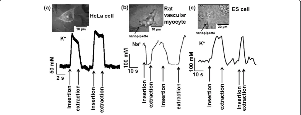 Figure 6 Observations of local ion concentrations in- and outside living cells. (a) Potassium ion concentration in- and outside HeLa cell.(b) Sodium ion concentration in- and outside rat vascular myocyte