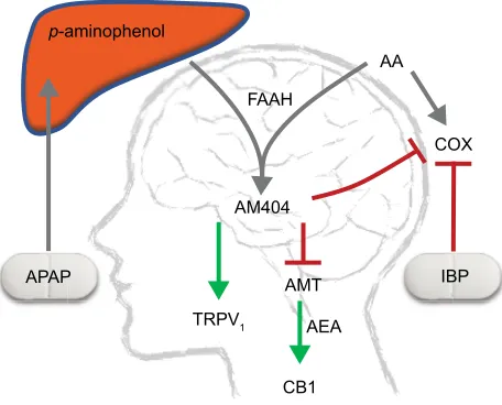 Figure 1 analgesic mechanism of action of aPaP and iBP. aM404 also inhibits anandamide membrane transporters, leading to an increase in the endogenous cannabinoid receptor agonist anandamide