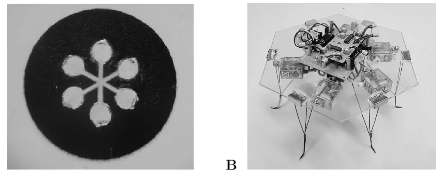 Figure 2: The giant cells of the plasmodial state of Physarum polycephalum can be grown intodesired shapes through the use of a dry negative mask on a moist surface (A)