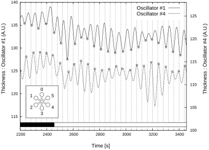 Figure 3: Thickness oscillations in a P. polycephalum plasmodium, shown for two oscillators(1 and 4) in para-position