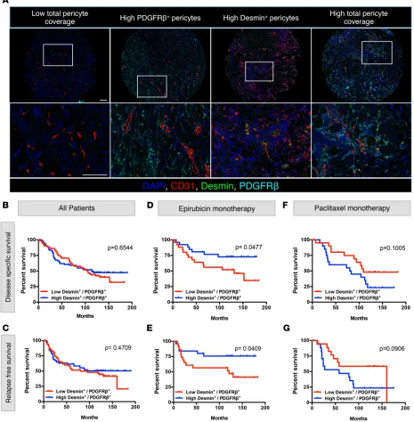 Figure 2. Specific perivascular composition correlates with the outcome of epirubicin-treated breast cancer patients