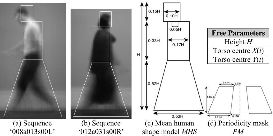 Figure 4: Simple geometric model of average human shape during normal gait 