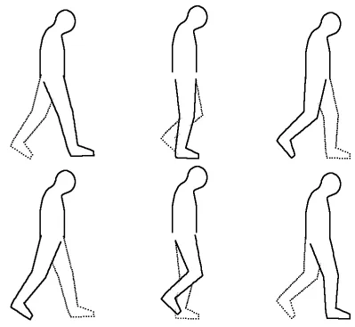 Figure 12: Occlusion model predicting visibility of parts of the leg during gait – left 