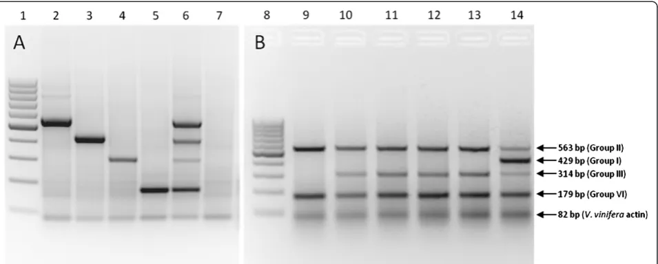 Figure 5 Agarose gel electrophoresis of multiplex RT-PCR amplicons.III, VI andFermentas GeneRuler 100 bp DNA ladder, Lane 9: Group II, VI andvariants andFigure 5BandGroup VI variant (179 bp) and Visualization of multiplex RT-PCR amplicons separated on a 2%