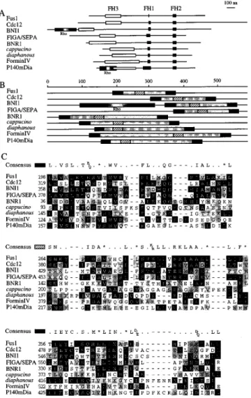 Figure 6. The consequences of deletion of the three different FH domain from the genomic copy of fus1