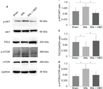 Figure 2 ((A) Western Blot quantification of p-AKT, AKT, TSC2, p-mTOR, and mTOR in sham, SNL, and SNL + hBO groups