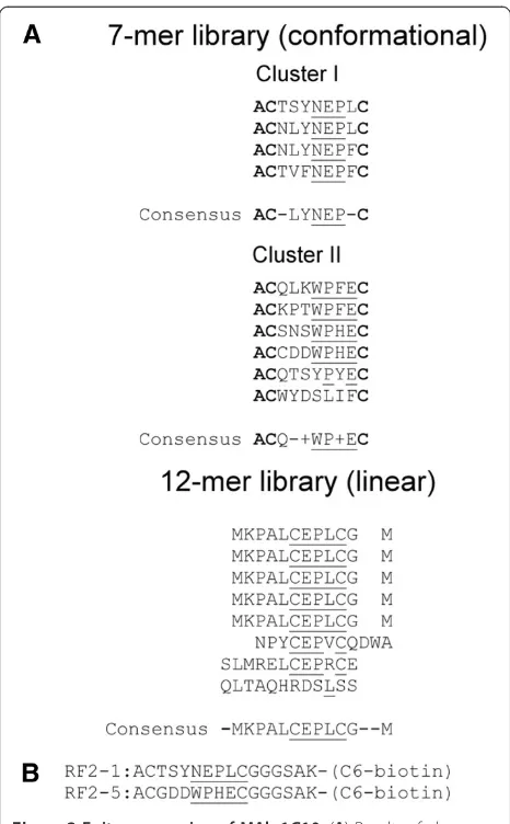 Figure 2 Epitope mapping of MAb-1G10. (A) Results of phagedisplay screening against MAb-1G10 using a 7-mer (C7C;conformatially constrained by inclusion of flanking cysteines) and alinear (no conformational constraints) 12-mer library