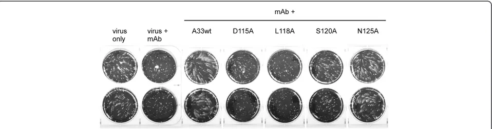 Figure 7 rA33 proteins containing substitutions at D115 or L118 do not interfere with MAb-1G10’s ability to block EEV-mediated virusspread