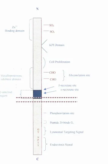 Figure 1.1. General structure of PAPP-770. A number of the proposed functional 