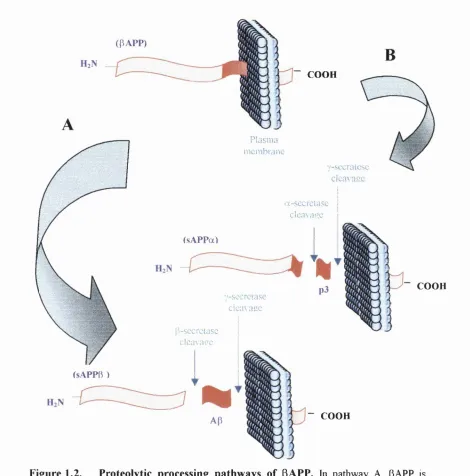 Figure 1.2. Proteolytic processing pathways of (3APP. In pathway A, pAPP is 