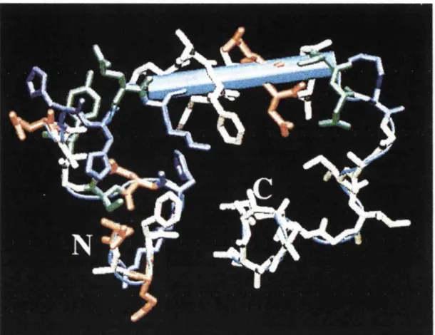 Figure 1.3. Structure of the Api-40 peptide in water-SDS micelle medium