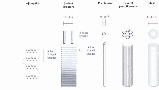 Figure 1.5. Schematic representation of Ap polymerisation. Peptide monomers initially adopt a p-sheet conformation which form dimers and 