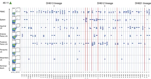 Figure 6. Tissue distribution of clonal lineages of 3 or more  members from rhesus macaque 46-11