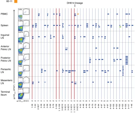 Figure 7. Tissue distribution of clonal lineages of 3 or more members from rhesus macaque 60-11