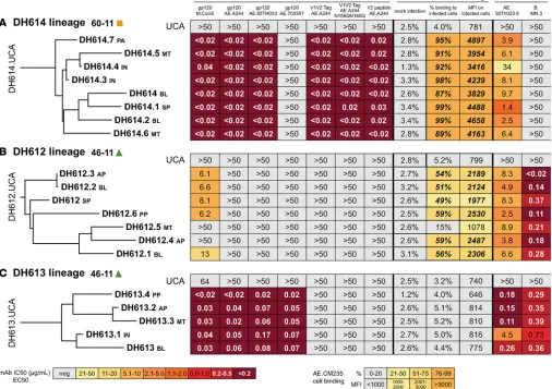 Figure 8. Clonal lineages of isolated mAbs. Phylograms of clonal lineages isolated from rhesus macaques (RMs) are shown with antibody data on each line Veage characteristics: Vlength 24, mean HC mutation frequency 8.4%; Vto the right of the mAb name