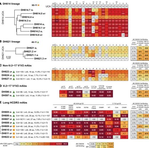 Figure 9. Epitope mapping of mAbs and characterization of mAbs with long HCDR3 loops. Phylograms for clonal lineages DH614 and DH621 shown (HC) complementarity‑determining region 3 (HCDR3) length 13, mean HC mutation frequency 5.2%; Vbound all tested varia