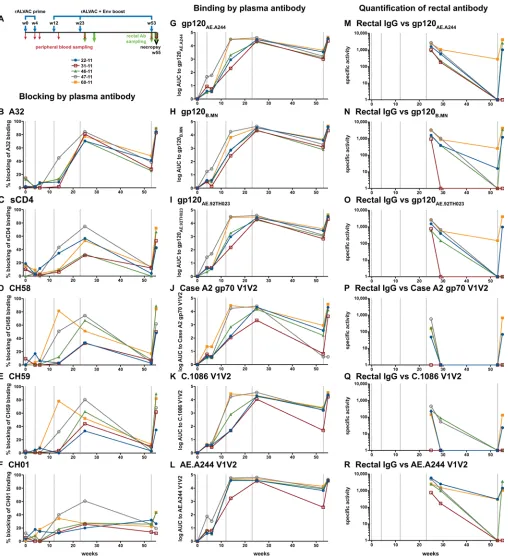 Figure 1. Study schedule and antibody binding data. (soluble CD4 (sCD4) (A) Five rhesus macaques (RMs) were immunized 5 times (blue arrows above timeline) and peripheral blood taken 7 times (red arrows), rectal antibody sampled 4 times (green arrows), and 