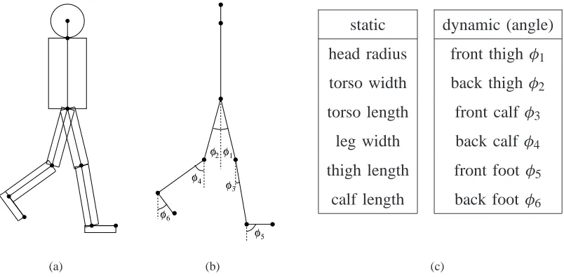 Fig. 3.The basic articulated model of a walker: (a) shows the body parts; (b) deﬁnes the various joint angles; and (c) lists themodel’s static and dynamic parameters