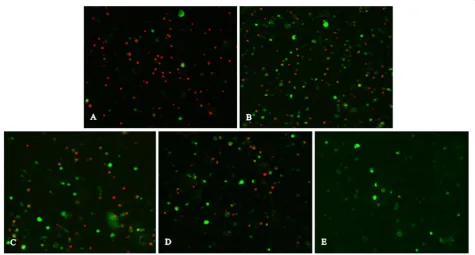 Figure 3 Determination of mRNA expression of IFN-expression levels between mock-infected and infected cells