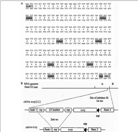 Table 1 The primers of Identification of rMVA-mep byPCR