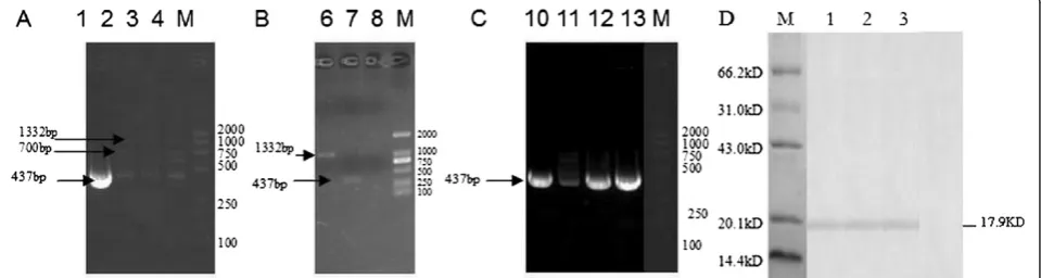 Figure 2 Vaccination schedule and viral challenge period of in vivo experiment. Mice were given a first followed by a secondimmunization and third immunization