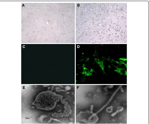 Figure 3 The CPE observed in infected cells and identification of S-01 by IFA and EM. i