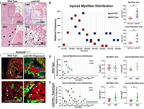 Figure 4. Rapamycin after injury reveals improved myofiber size with hyperactive BMP signaling