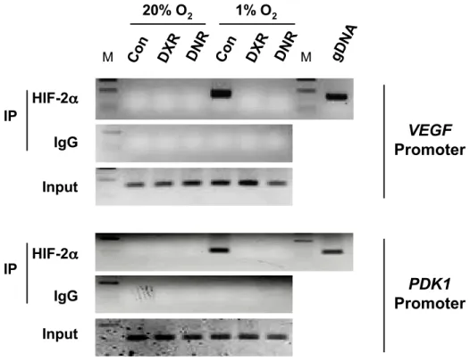 Fig. S3. Effect of DXR and DNR on HIF-2 ␣ DNA-binding activity. HEK293 cells were exposed to 1% or 20% O 2 in the presence of vehicle (Con) or 1 mM DXR or DNR for 20 h