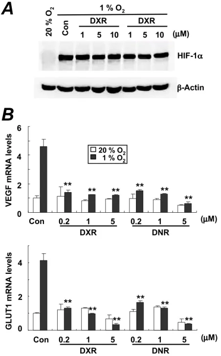 Fig. S4. Effect of DNR or DXR on HIF-1 activity in Hep3B-c1 cells. (A) HIF-1 ␣ protein levels were determined by immunoblot assays of lysates prepared from Hep3B-c1 cells that were exposed to hypoxia (1% O 2 , 20 h) in the presence of vehicle control (Con)