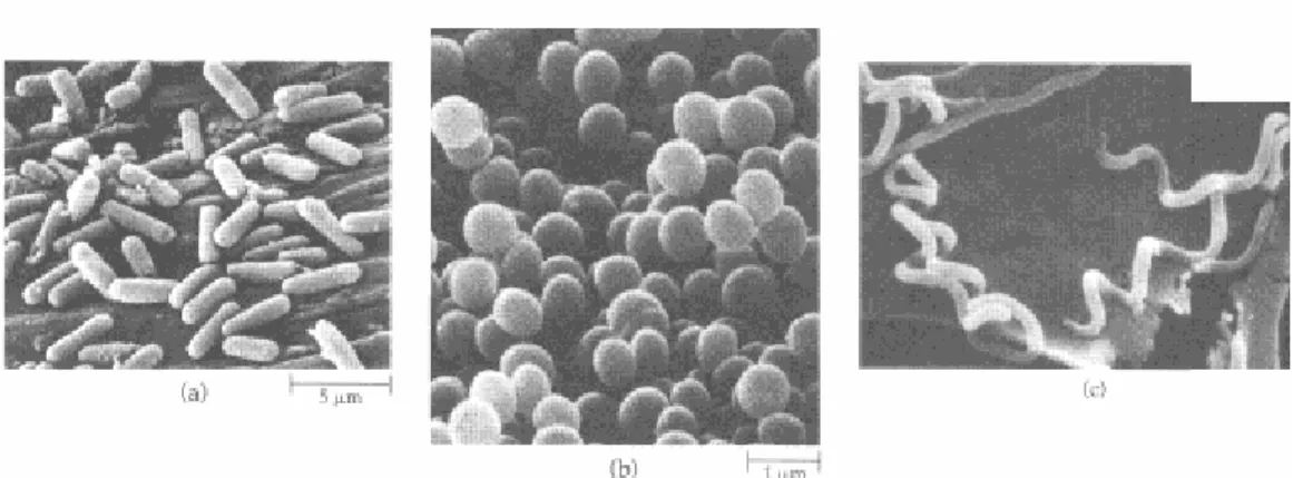 Figure 2-1:  The cells of many familiar genera of bacteria include the (a) rod-shaped bacillus, (b) spherical coccus,  and (c) helical spirillum.