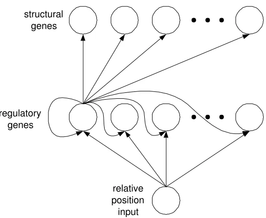 Figure 1: The structure of the DRGN model. Gene regulation is modelled using