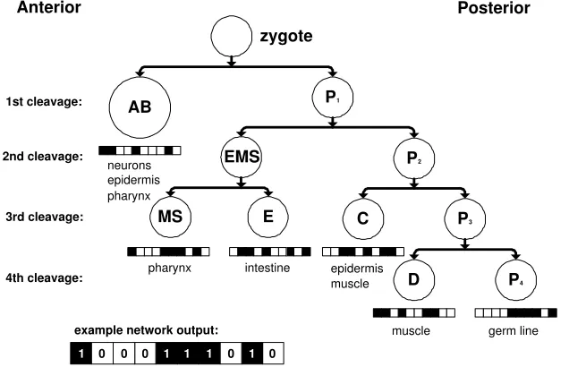 Figure 2: The cell lineage of very early C. elegans embryogenesis. Each precur-