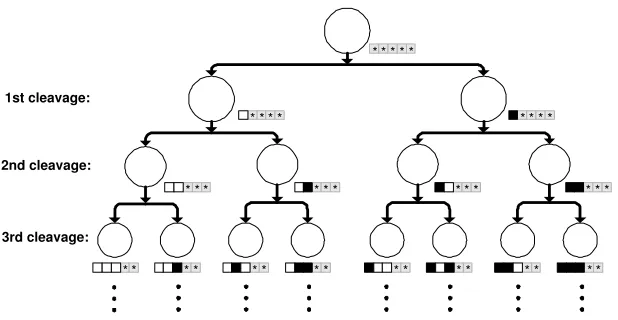 Figure 3: A cell lineage detailing the production of unique cell lineages bycombinatorial gene activation