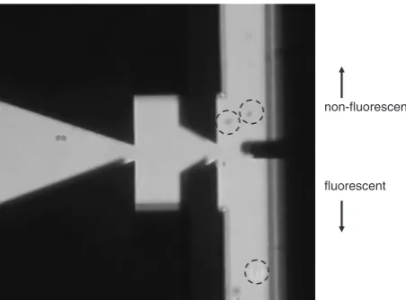 Fig. 8Video images showing automated sorting of ﬂuorescentfrom non-ﬂuorescent beads. Fluorescent beads are sorted into thelower channel, non-ﬂuorescent the upper