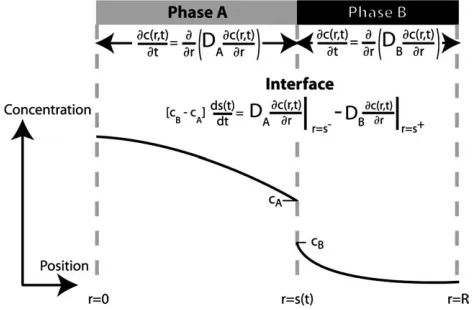 Fig. 1. Schematic illustration of the concentration proﬁle in the vicinity of a transient liquid phase