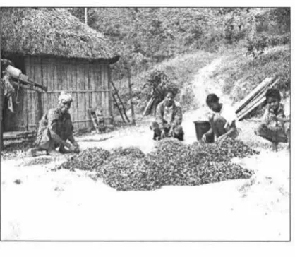 Figure 11: Returnees drying coffee outside 